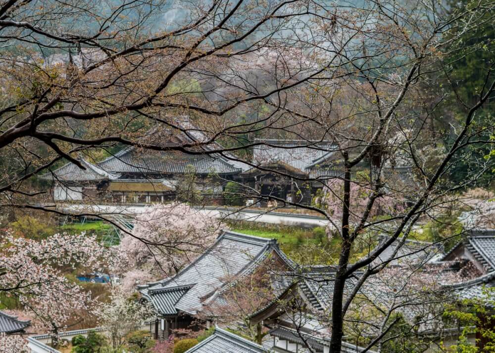 The Pioneer Model: A New Blueprint for Rural Revitalization in Japan